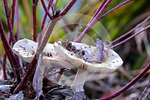 Large white mushrooms growing under bushes  in a park of Hillsboro, Oregon.