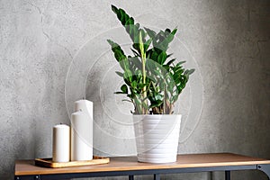 Large white new candles in a wooden stand and zamioculcas zamiifolia plant in white flower pot on the table against the gray concr