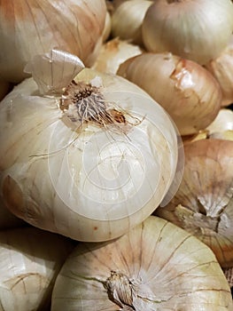 Large white onions piled up in a local grocers