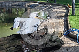 A large white pelican with an open mouth is sitting on a log near the pond.