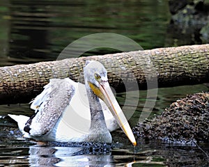Large White Pelican in river