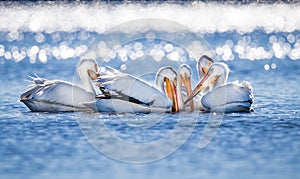 Large white pelicans gather together for fishing