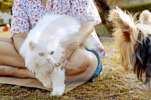 A large white Persian cat is staring earnestly a dog.