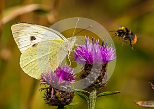 Large White / pieris brassicae