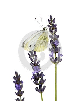 Large white, Pieris brassicae