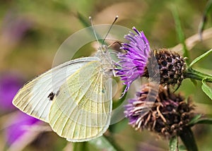 Large White / pieris brassicae photo