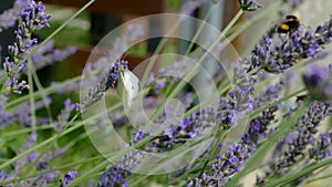 Large white Pieris brassicae, cabbage butterfly, cabbage white. Close up of beautiful butterfly flying with bumblebees