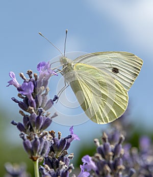 The large white Pieris brassicae or cabbage butterfly sitting on the blooming lavender flower