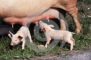 LARGE WHITE PIG, PIGLET SUCKLING SOW