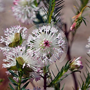 Large white and pink inflorescence of Pimelea spectabilis, family Thymelaeaceae