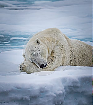 Large white polar bear takes an afternoon nap