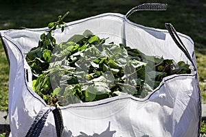 El gran blanco alquilar bolsa verde jardín desperdiciar 