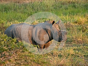 Large white rhino with cut horn standing in grass at sunset