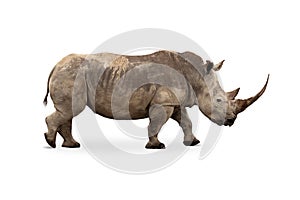 Large White Rhino Profile Big Horn Extracted