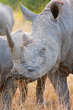 Large white rhinoceros