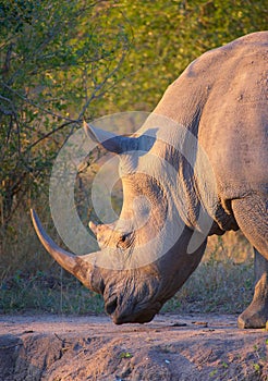 Large white rhinoceros