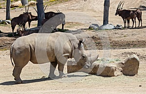 A Large White Rhinoceros
