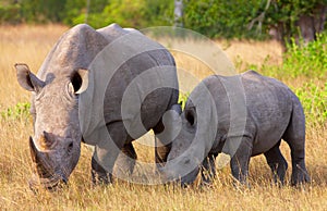 Large white rhinoceros with calf