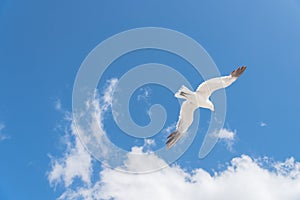 Large white seagull soaring against cloud blue sky on sunny summer day