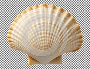Large white seashell isolated on gray background