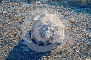 Large white seashell on the seashore