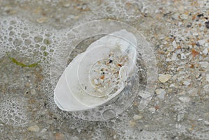 a large white seashell washed up by the waves on the beach