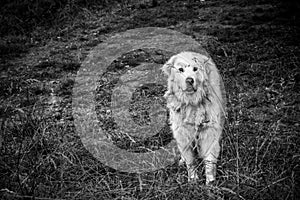 Large white shepherd dog, patou breed