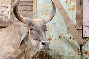 Large White Sindhi breed bull