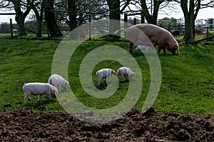 Large white sow and piglets