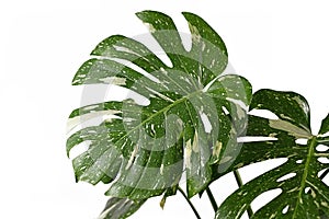 Large white sprinkled leaf of rare variegated tropical `Monstera Deliciosa Thai Constellation` houseplant with fenestration isolat photo