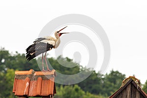 Large White stork Ciconia ciconia on a chimney