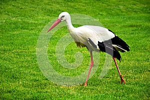 Large white stork closeup in green pasture. black flight feathers and wing coverts, red beak