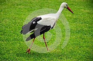 Large white stork closeup in green pasture. black flight feathers and wing coverts, red beak