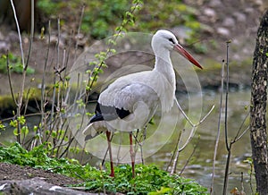 large white stork standing on the shore