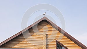 A large white stork stands on the roof of the house