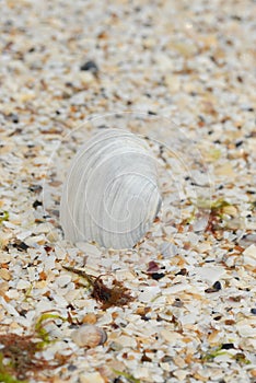 a large white striped clam