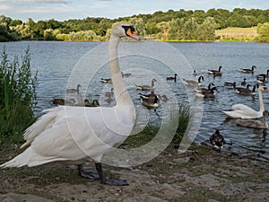 Large white swan standing beside a lake with geese and wildlife in th4e water