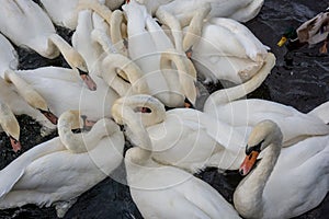 Large white swans feeding on water