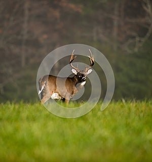 Large white-tailed deer buck