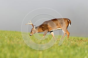 Large white-tailed deer buck in foggy meadow