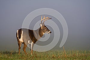 Large white-tailed deer buck in foggy meadow