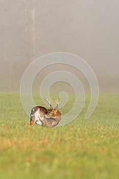 Large white-tailed deer buck in foggy meadow
