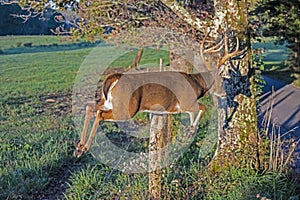 A large White Tailed Deer Buck jumping a fence in Cades Cove.