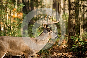 Large white-tailed deer buck in woods