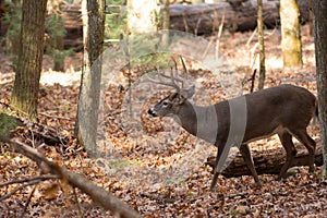 Large white-tailed deer buck in woods