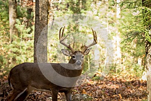 Large white-tailed deer buck in woods