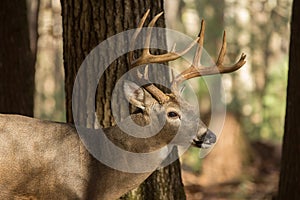 Large white-tailed deer buck in woods