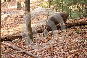 Large white-tailed deer buck in woods