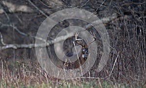 Large white-tailed deer buck in the woods