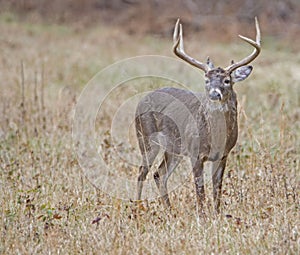 A large White Tailed Deer in an open field in Cades Cove.